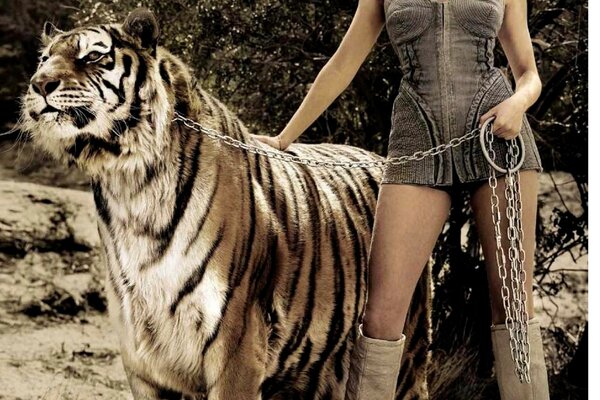 Sienna Miller hält einen großen Tiger an der Kette