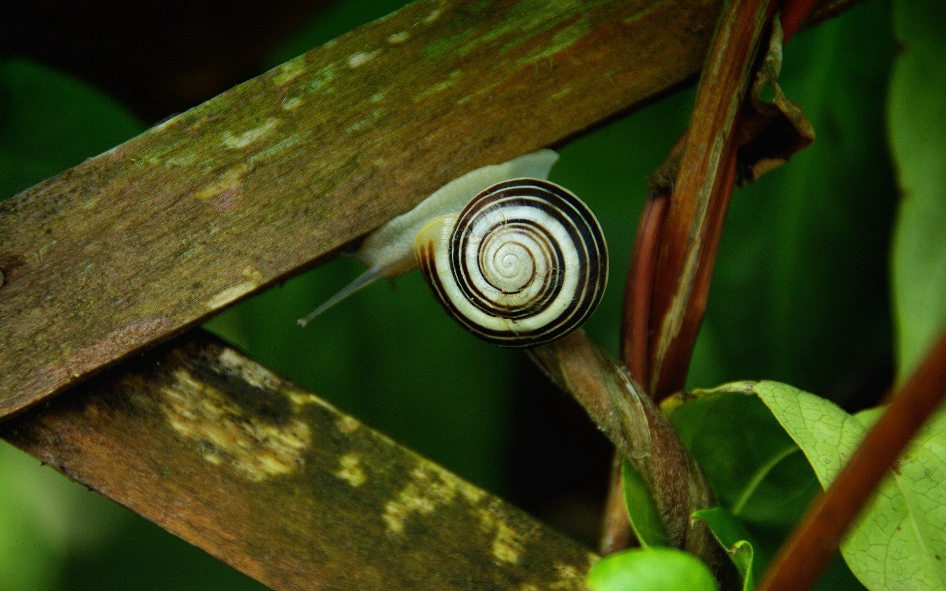 clôture en bois escargot herbe animaux verdure