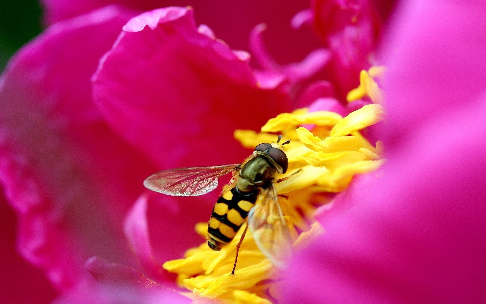 mezzo giallo fiori fiore rosa ape insetti animali