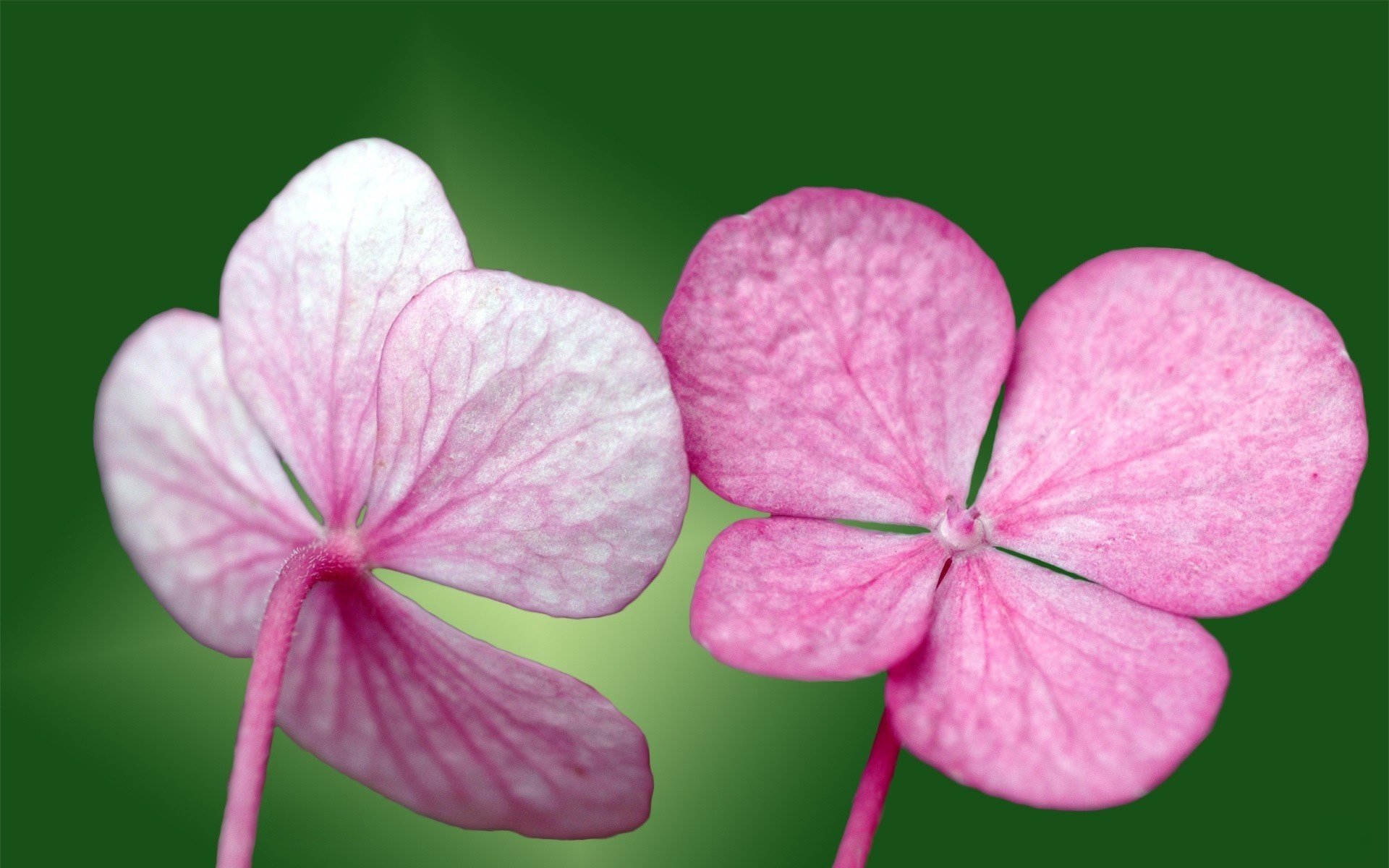 pequeñas flores pétalos de rosa flores verdes