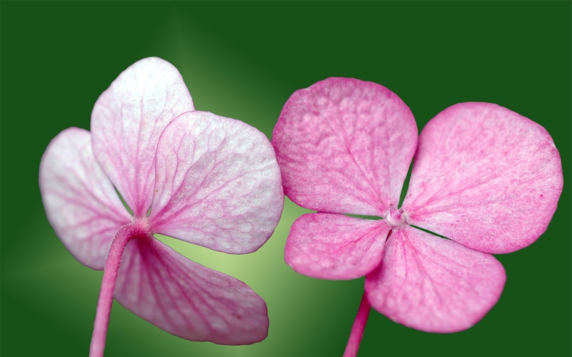 Flower mm2. Клевер пятилистник. Цветок с 4 лепестками. Розовый цветок с четырьмя лепестками. Розовые цветы.
