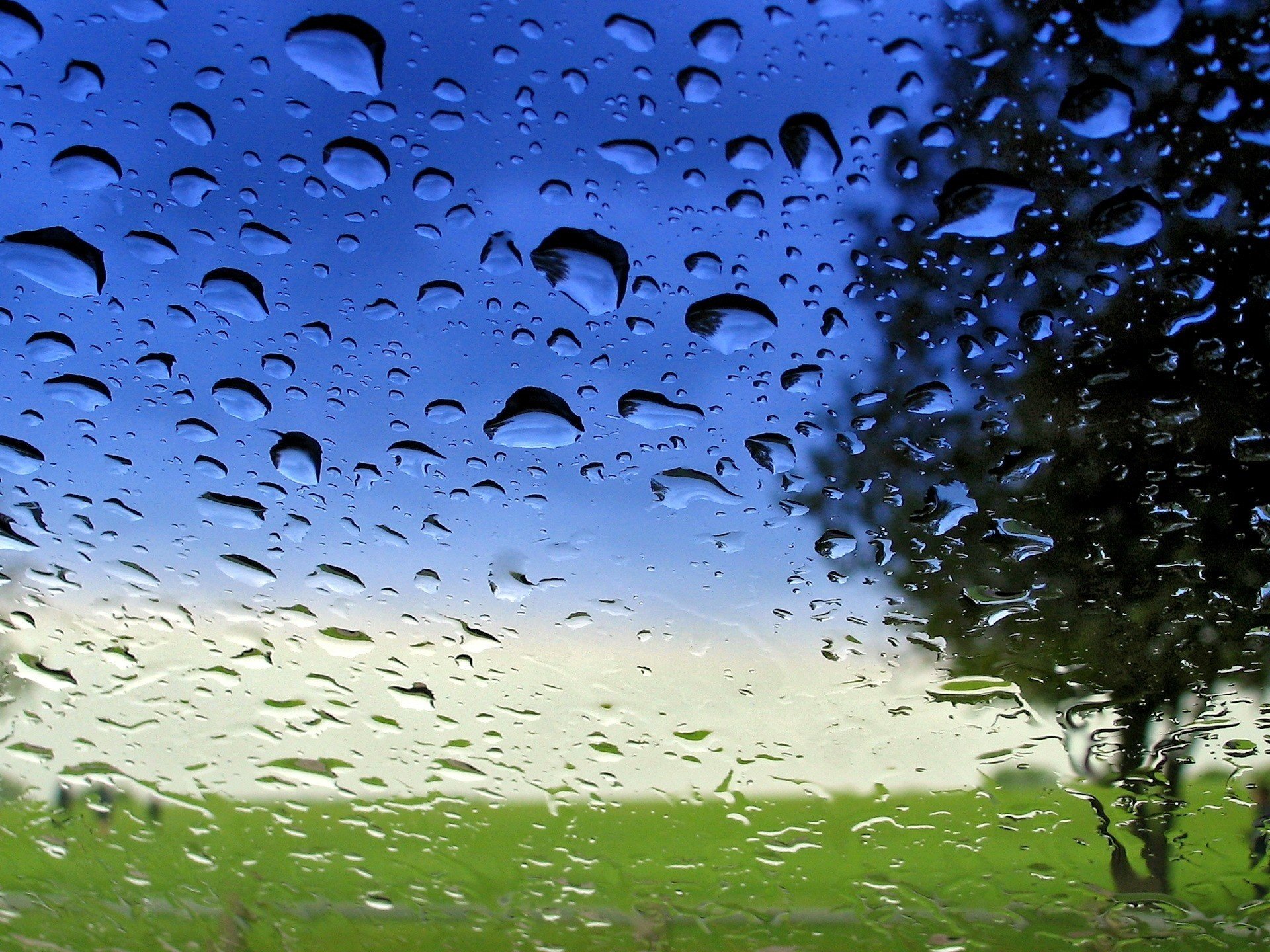 nature tree glass droplet