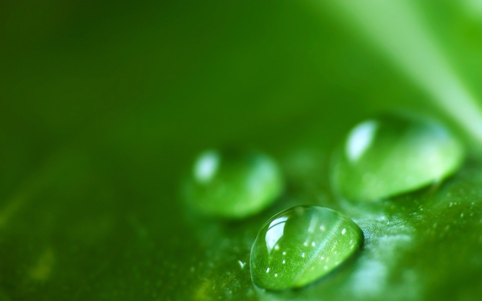 feuille verte gouttes de rosée matin verts