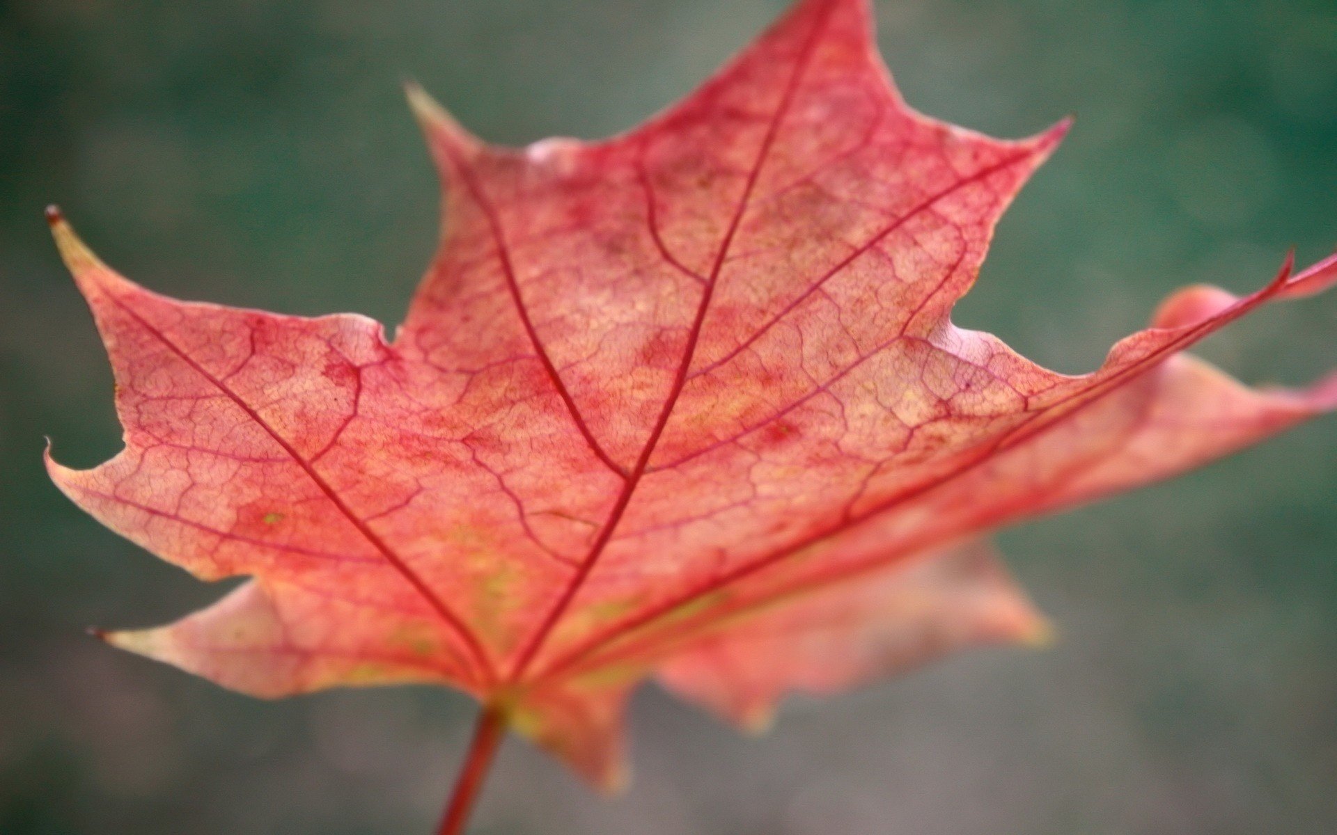 hoja de arce rojizo claro otoño