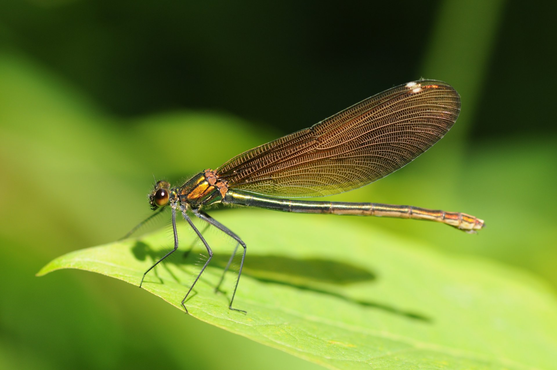 leaf insect dragonfly insects greens animal