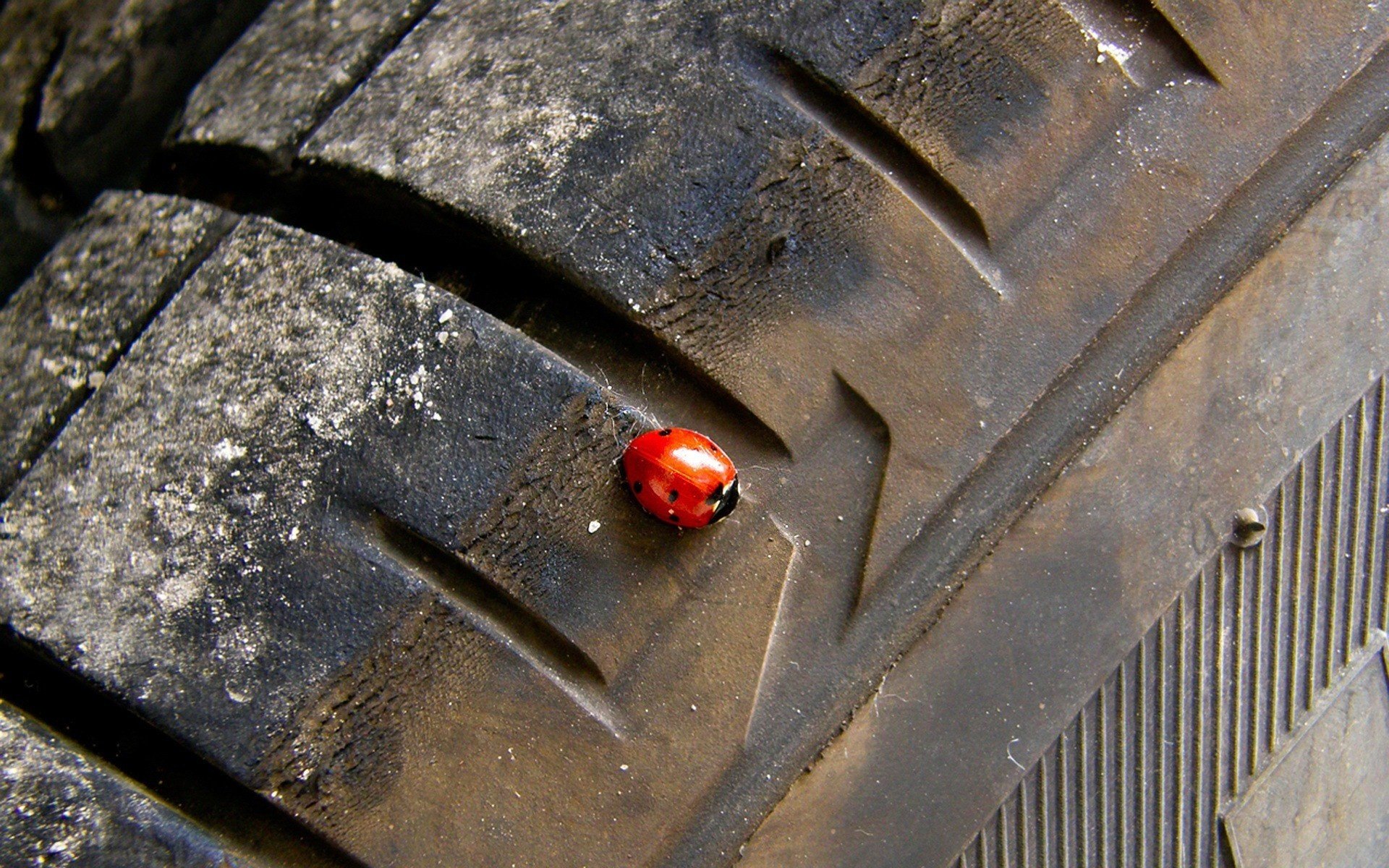 reifen rad marienkäfer insekten tiere autos