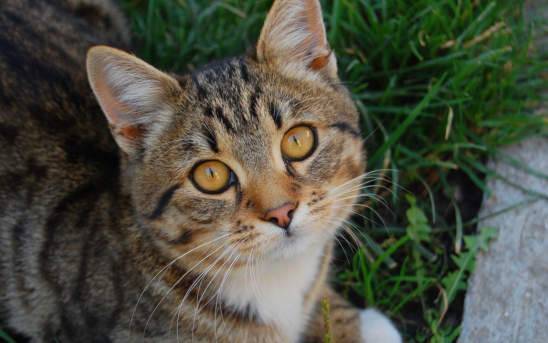 kitty a pretty face white breast animals look cat eye