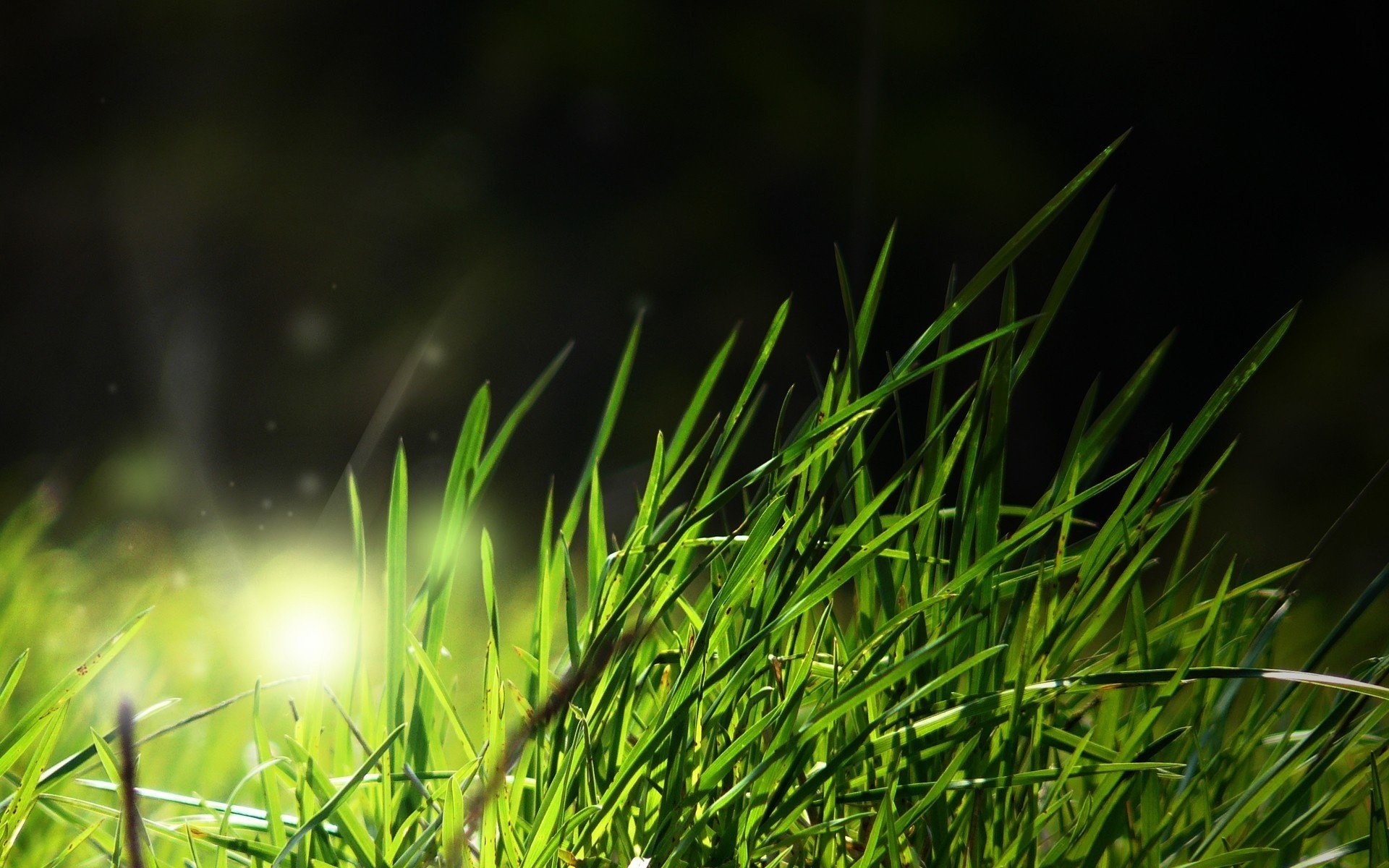 green field grass light green