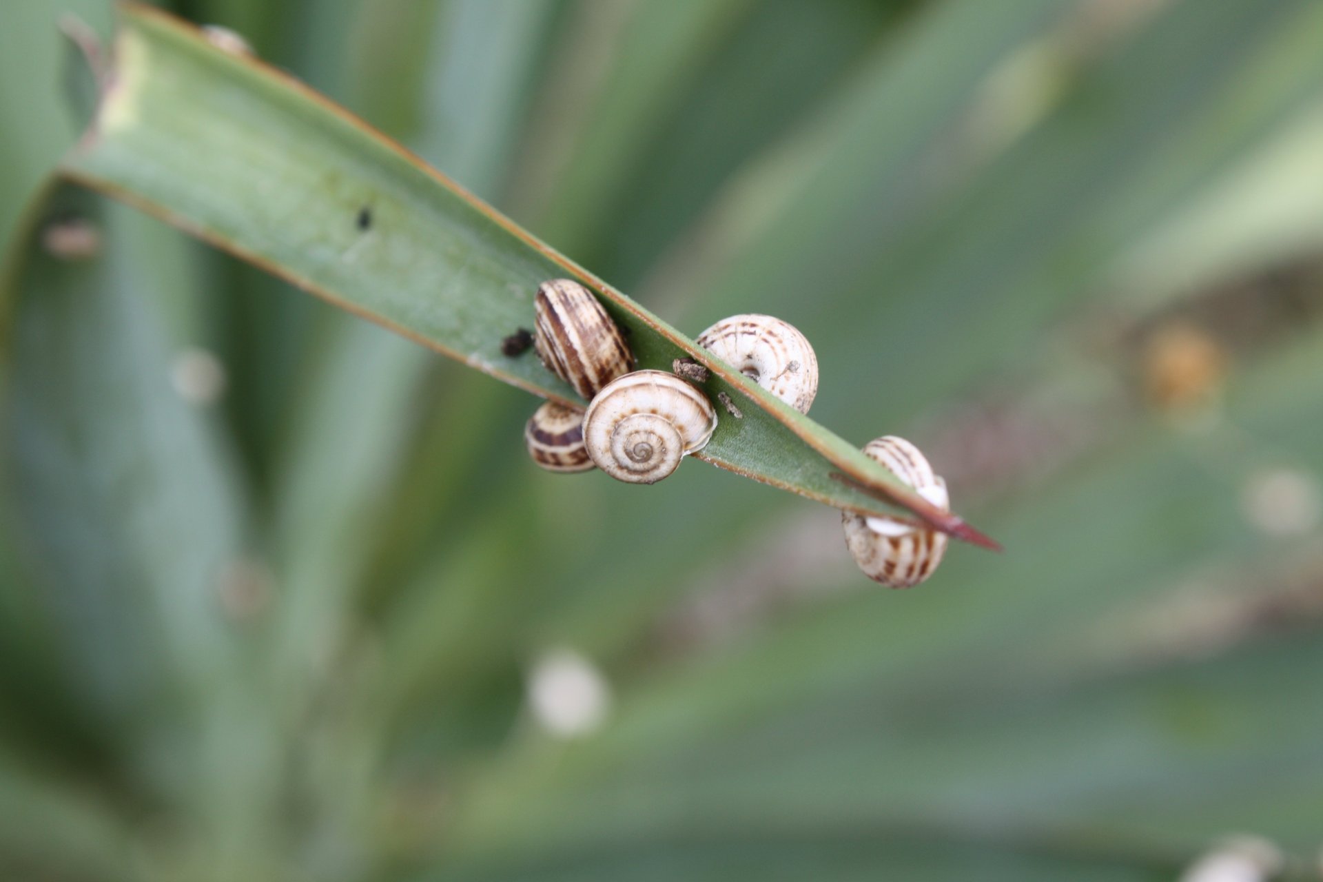 a blade of grass shell snails animals green