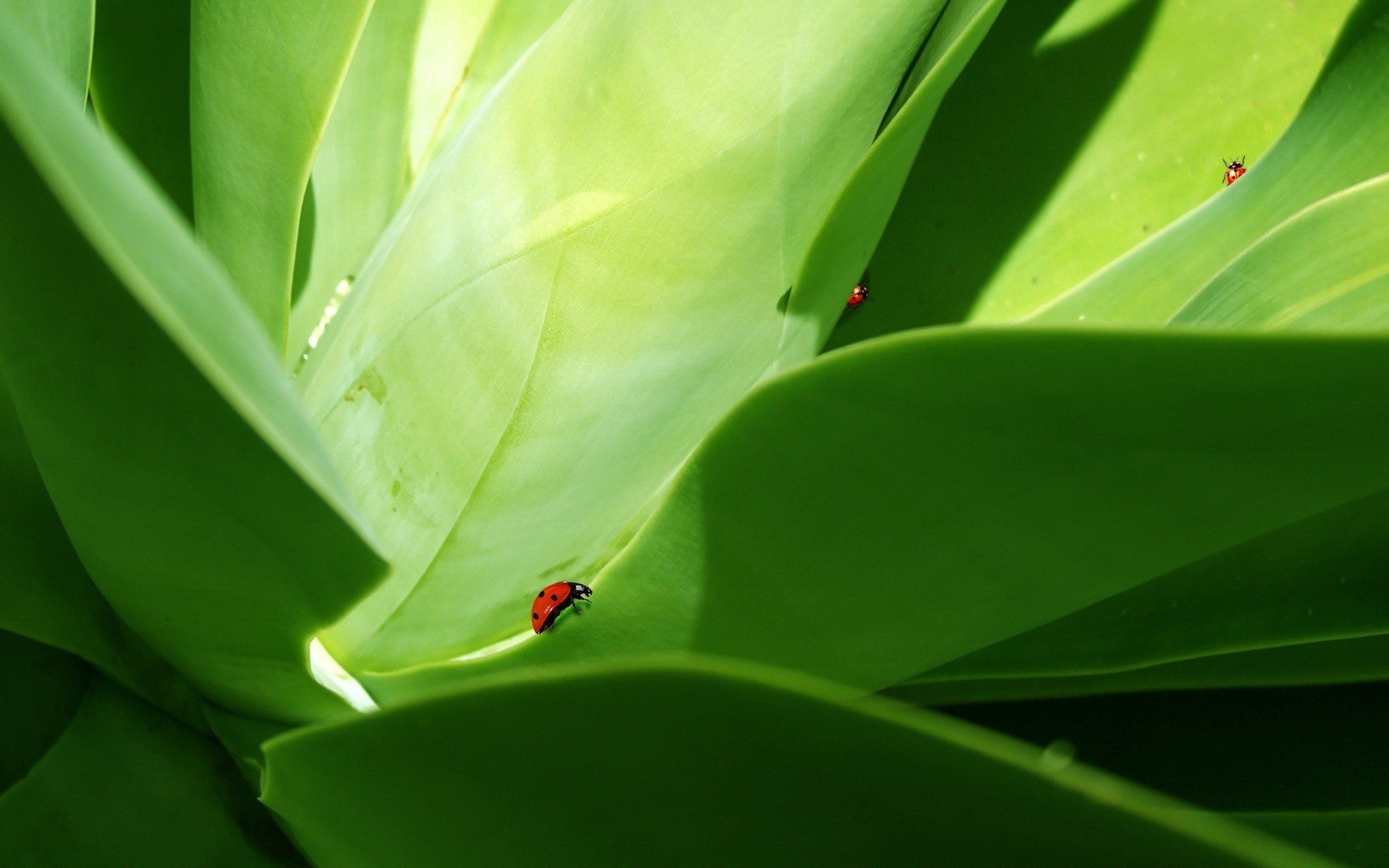 beetle light green leaf insects greens animal