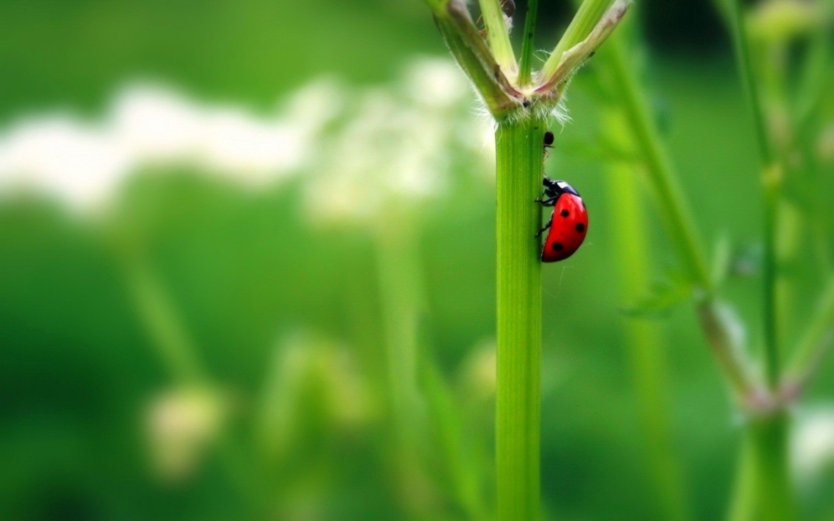 marienkäfer grüner zweig sommer insekten grüns tiere