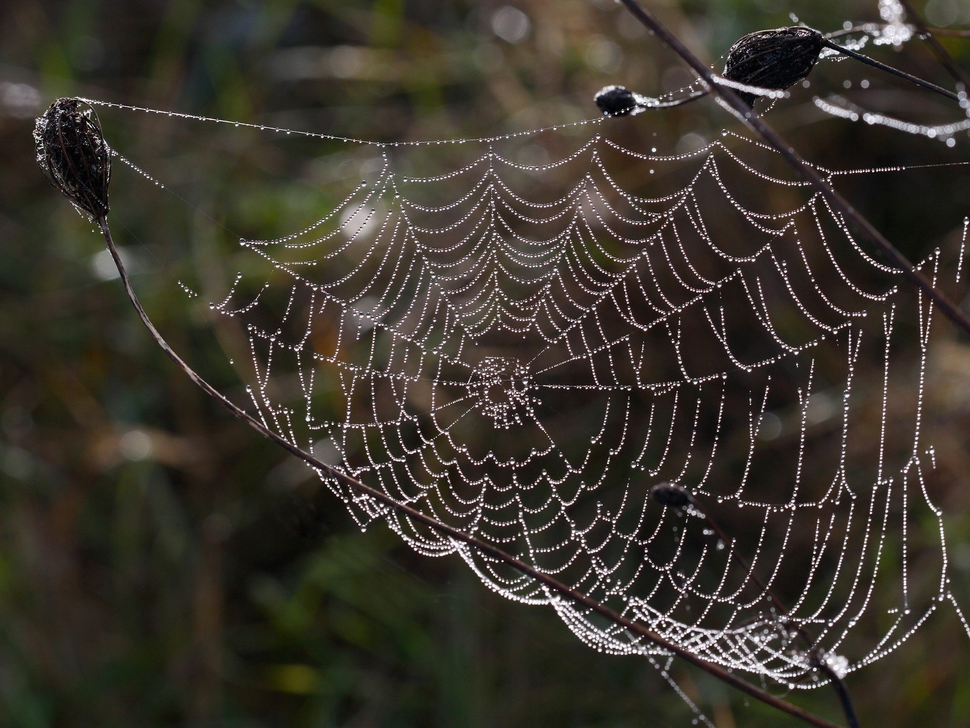 lace of nature web beads insect