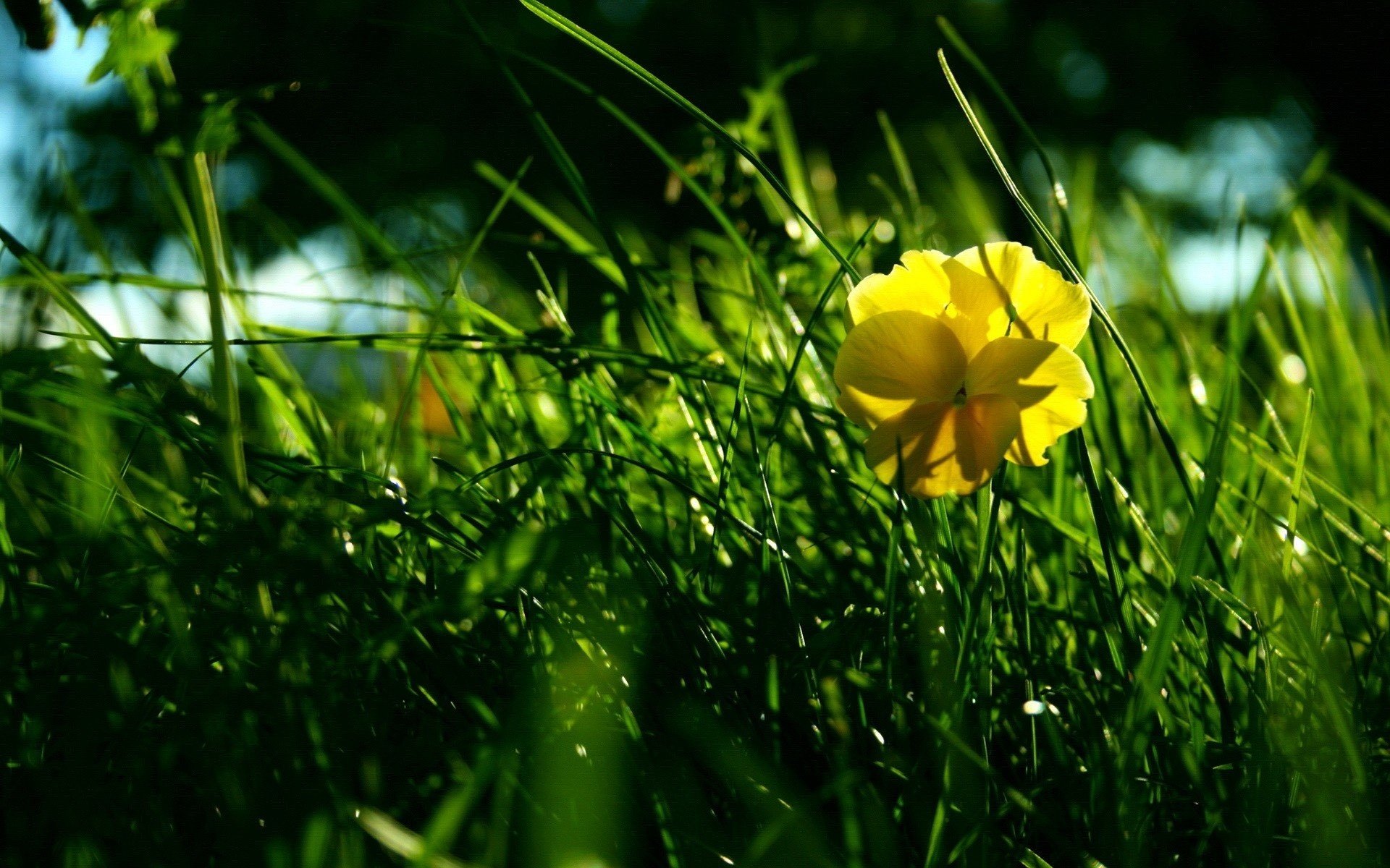 herbe vert fleur jaune verdure