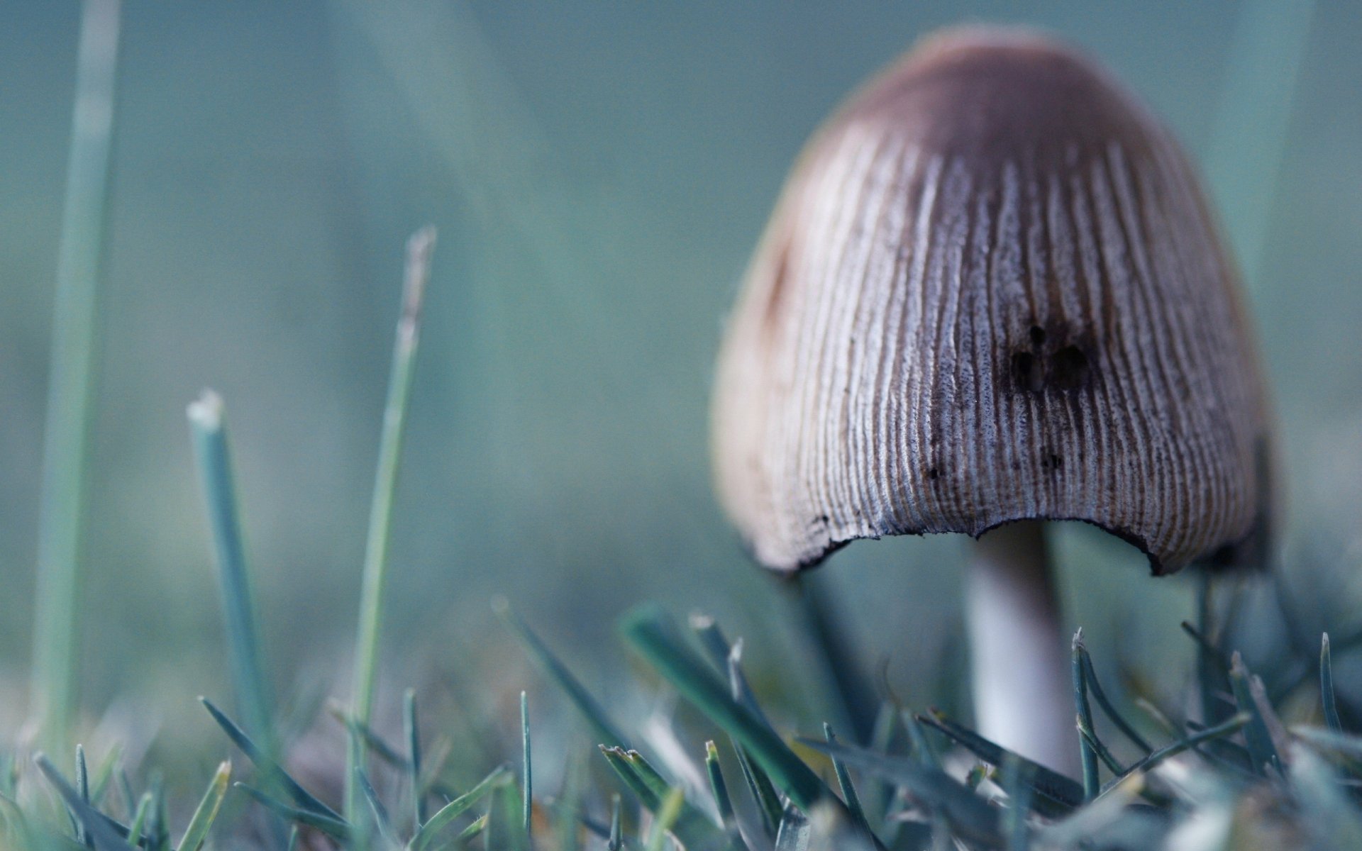 champignons herbe verdure champignons brouillard nature