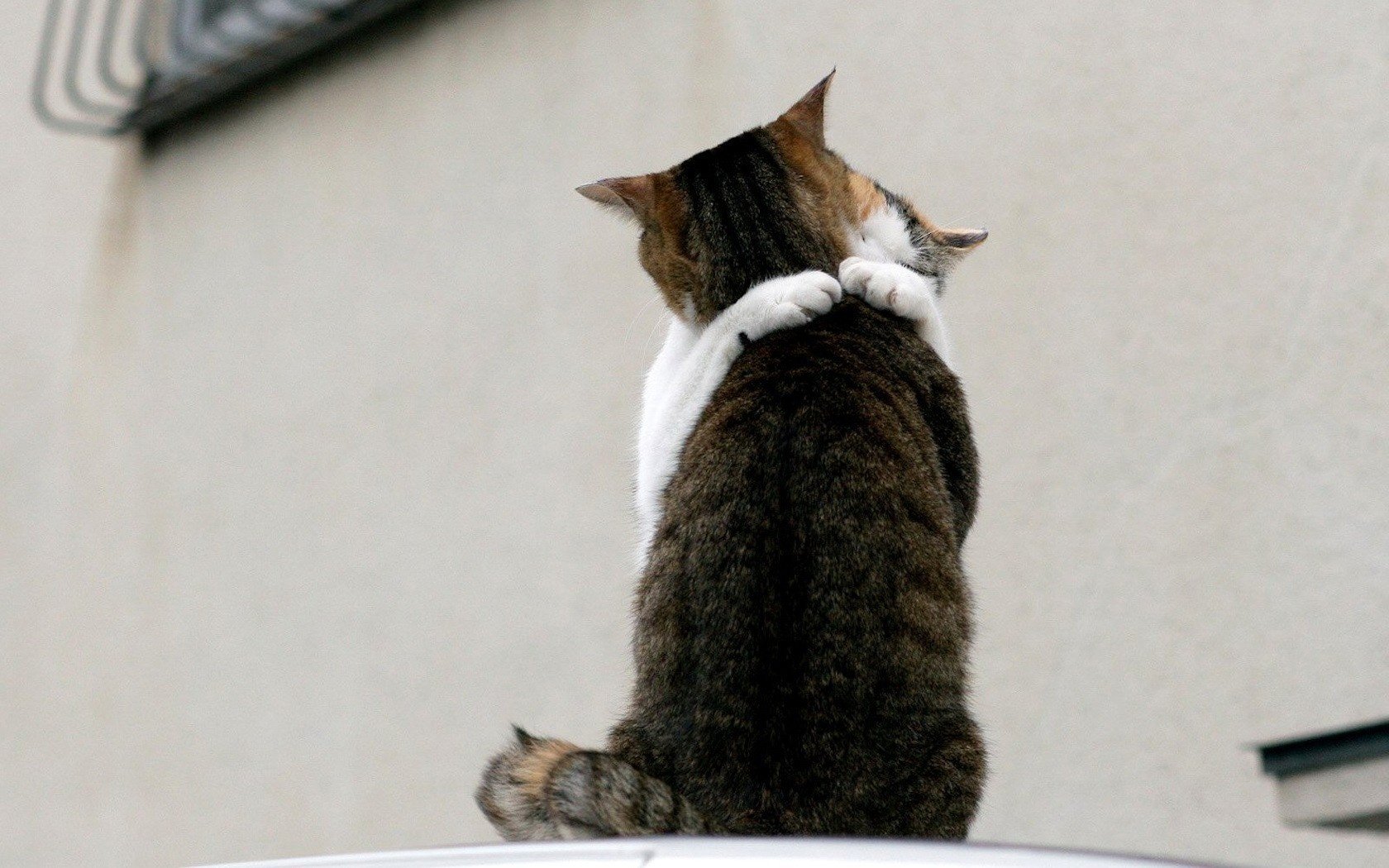 abrazo de gato gatos amor encuentro animales gatos felinos