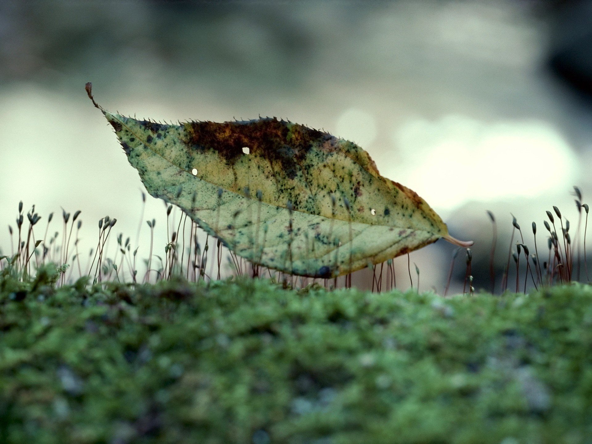 sprossen trockenes blatt gras