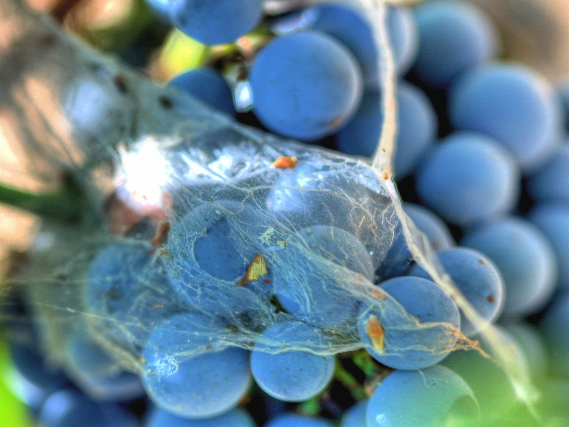 uva oscura tela de araña otoño fruta enredadera racimo