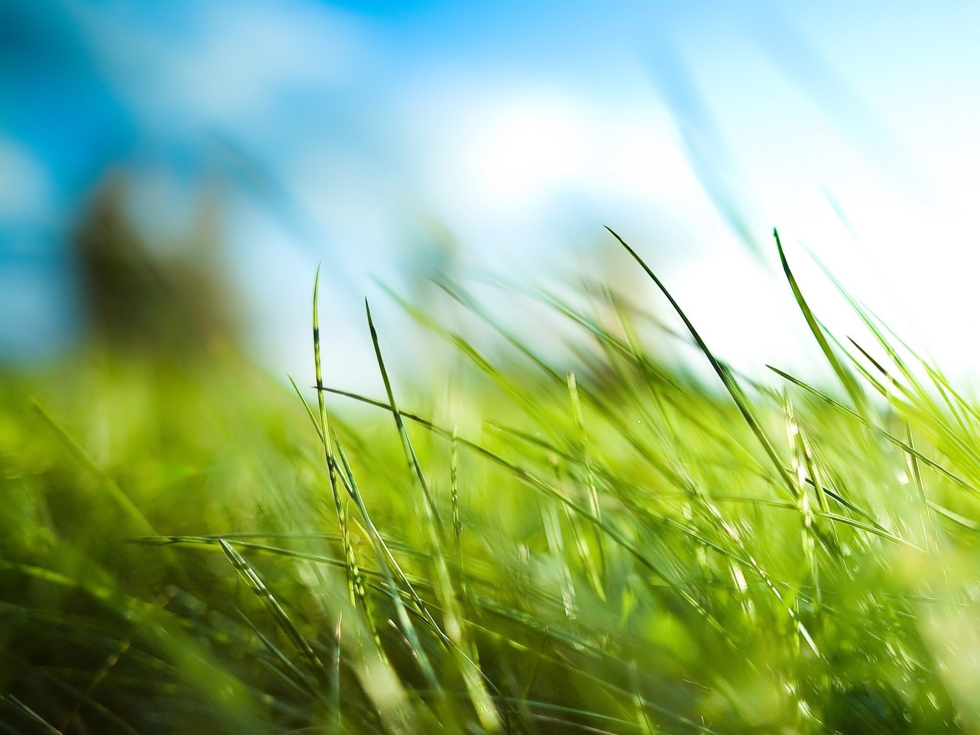 sommer sonnenlicht grünes gras grün