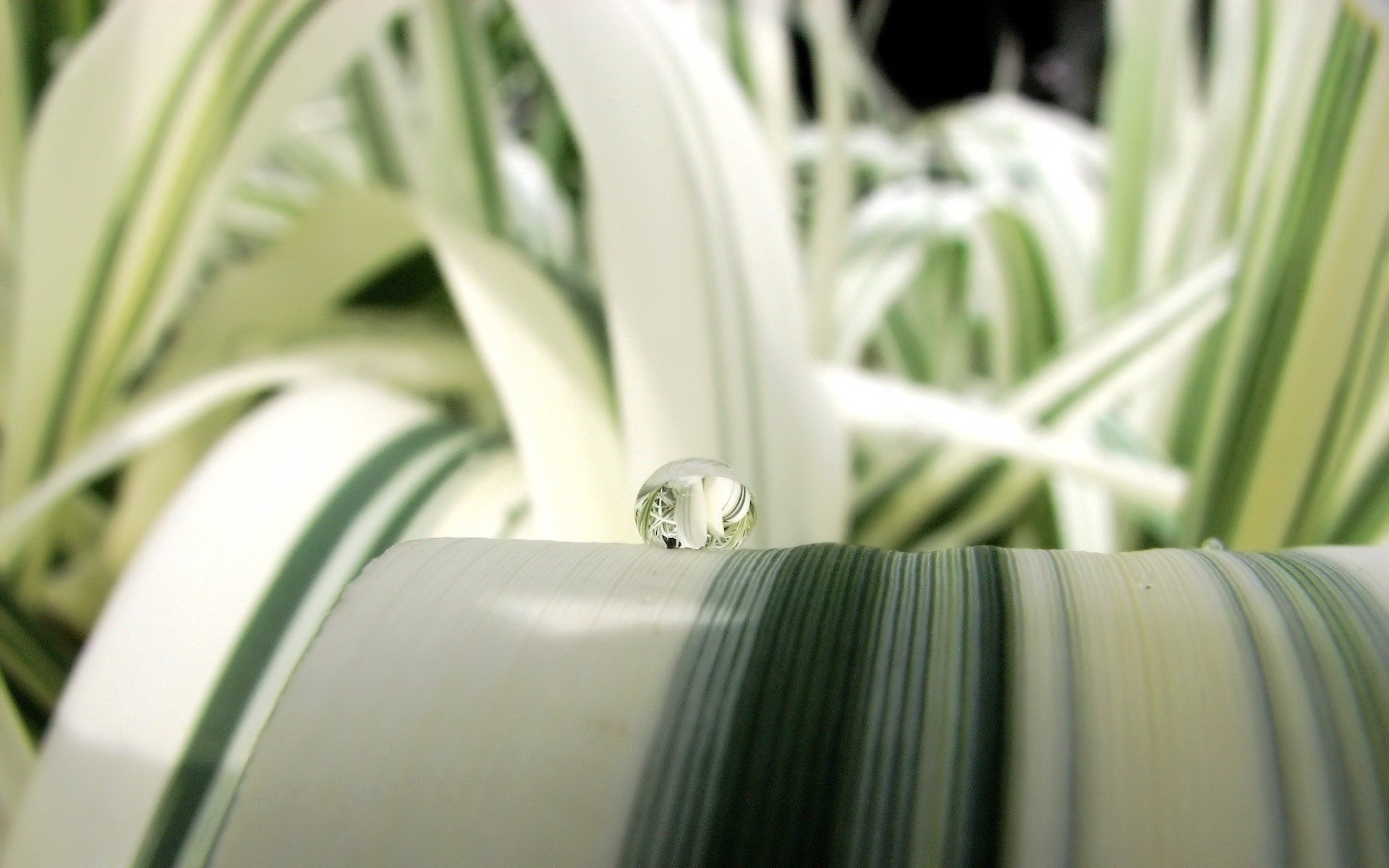 ball a blade of grass strips macro drop summer grass rays nature line beauty