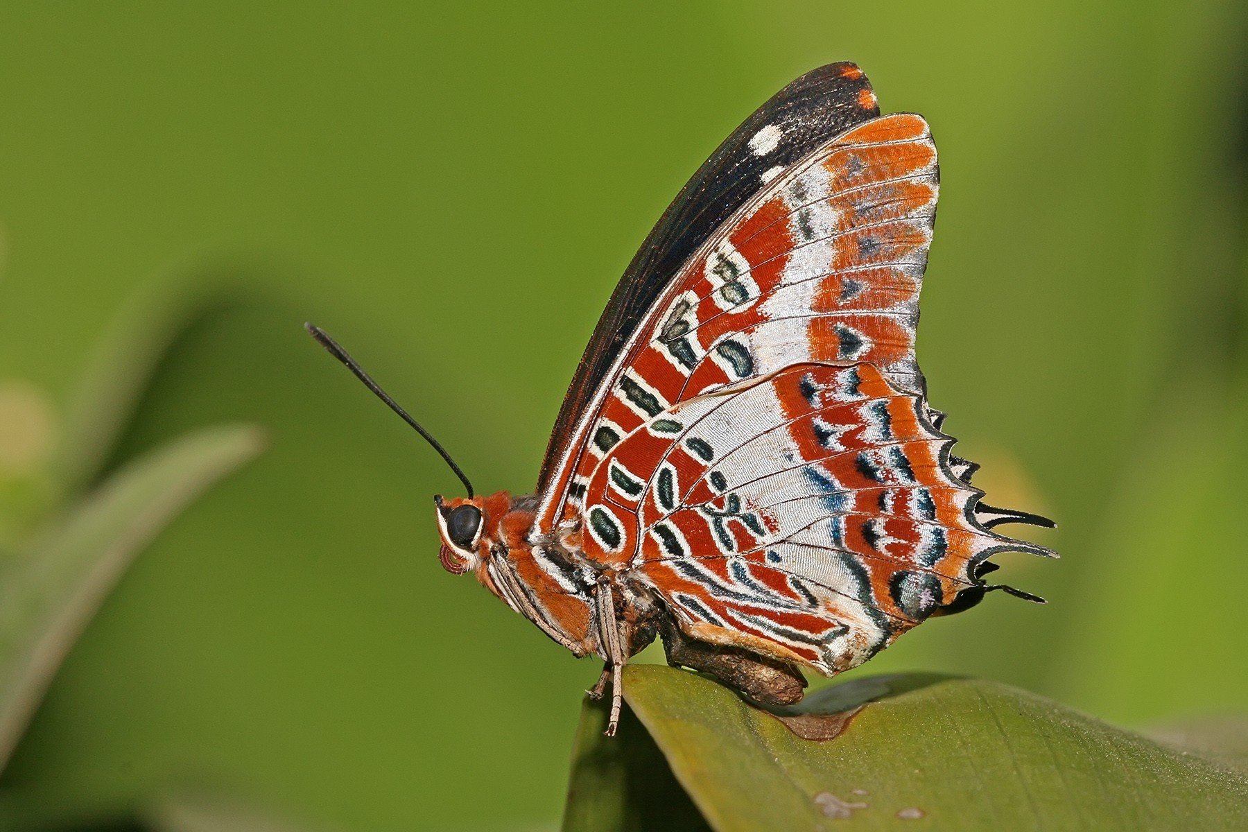 papillon antennes longues ailes insectes animaux yeux feuille