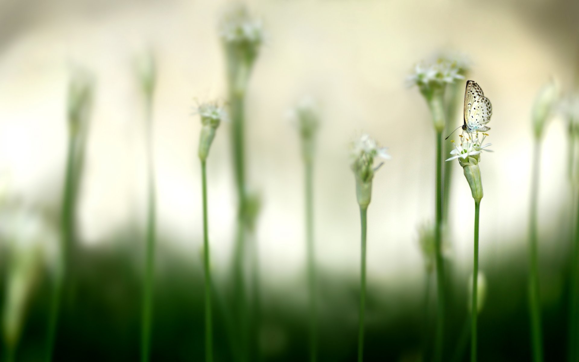 farfalla fiori boccioli insetti animali