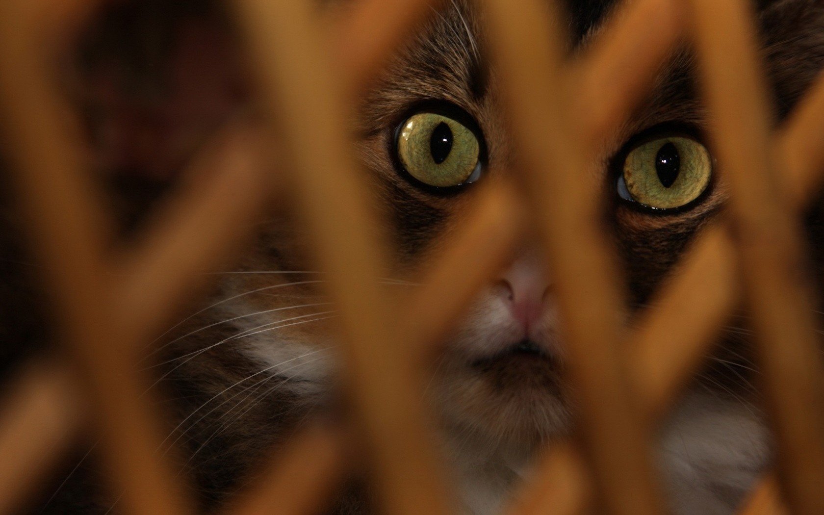 fence made of wood cat s eyes cat animals look cat s eyes macro