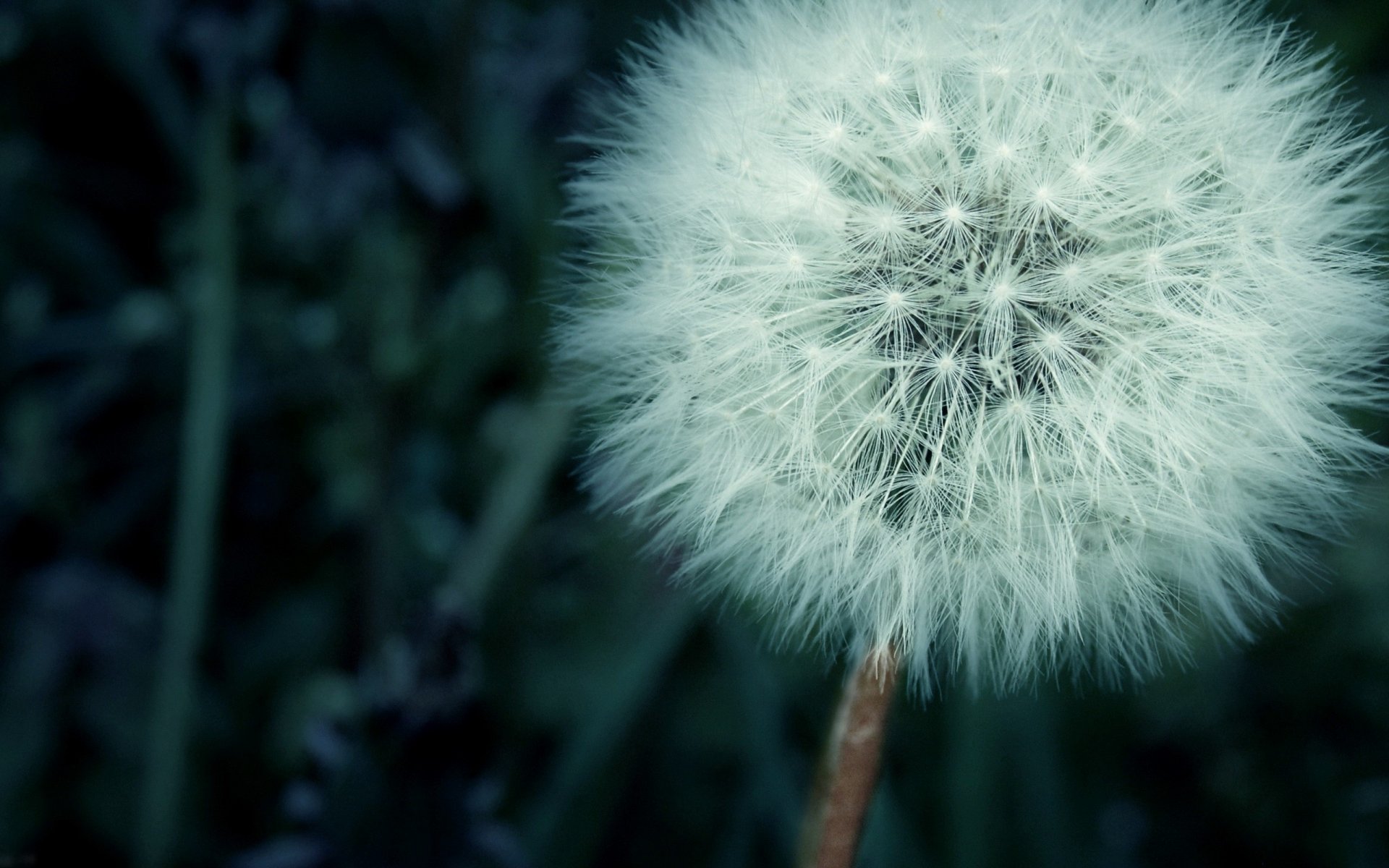 herbe pissenlit fleurs nature gros plan