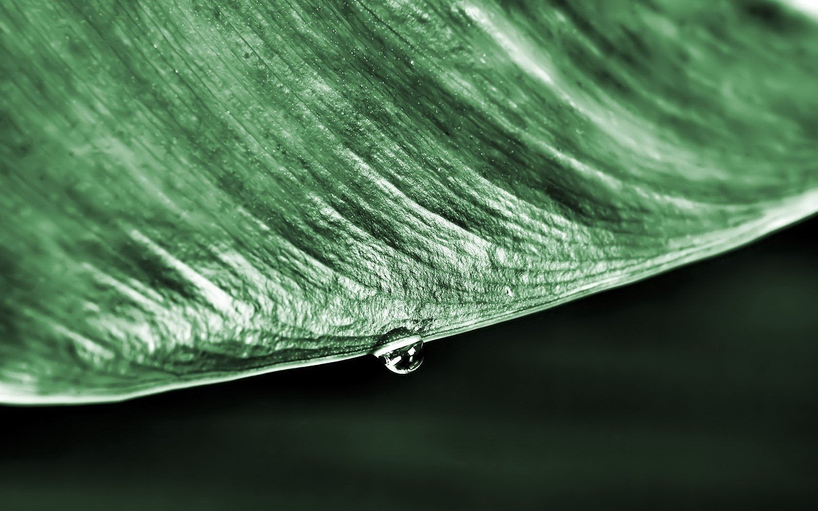 fiber the edge of the leaf drop green