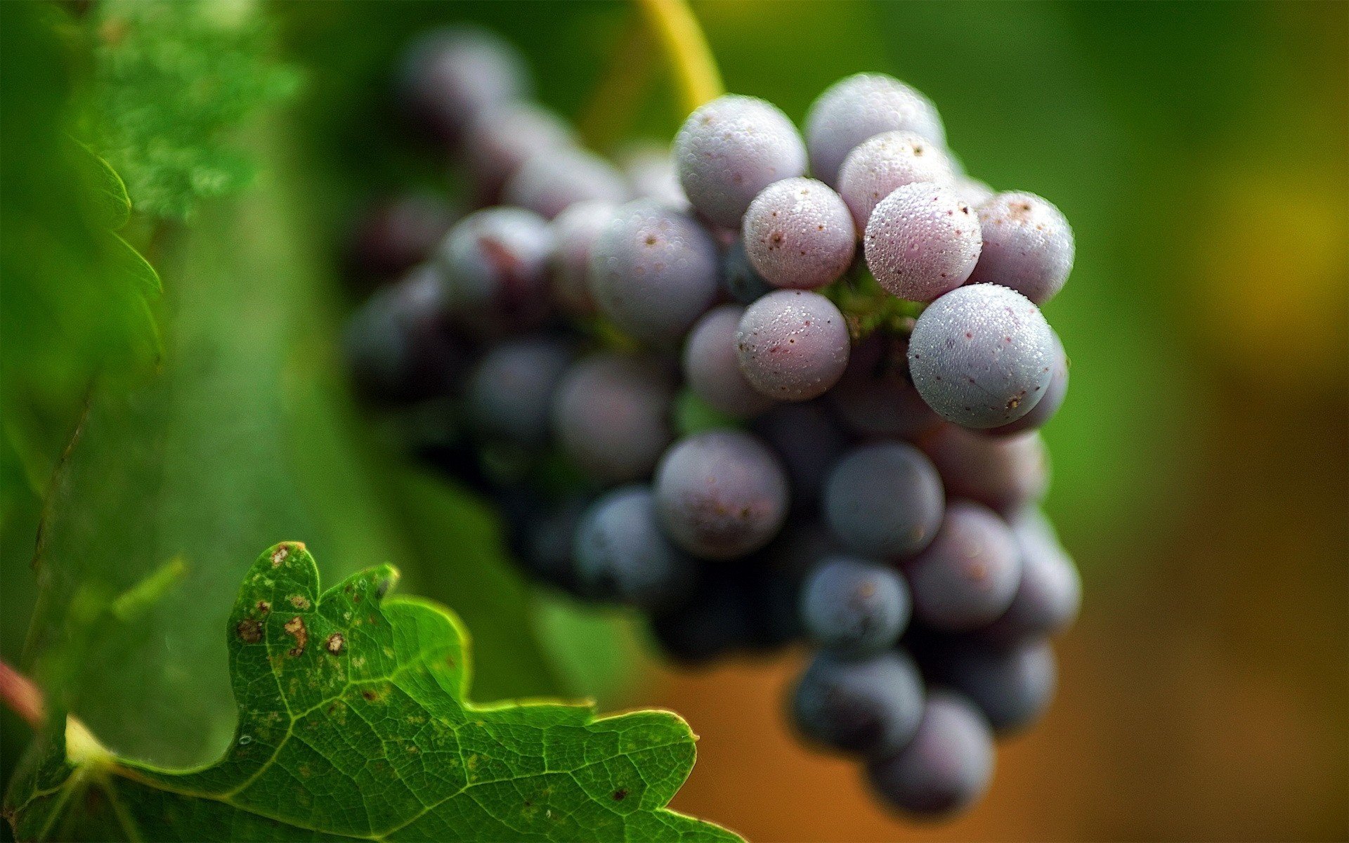 raisins noirs feuilles nature fruits grappe