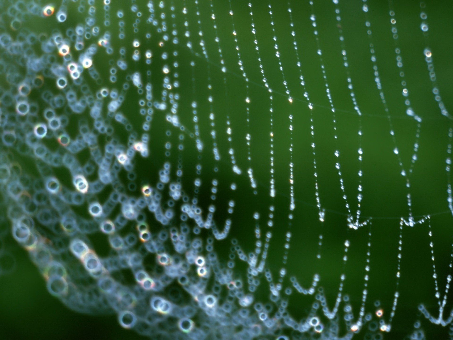 obra maestra natural telaraña cuentas insectos