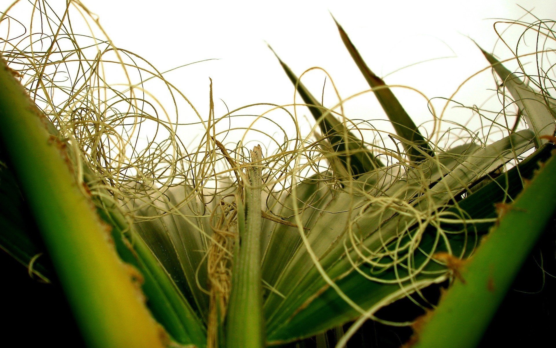 ungewöhnliche pflanzen gras grüns