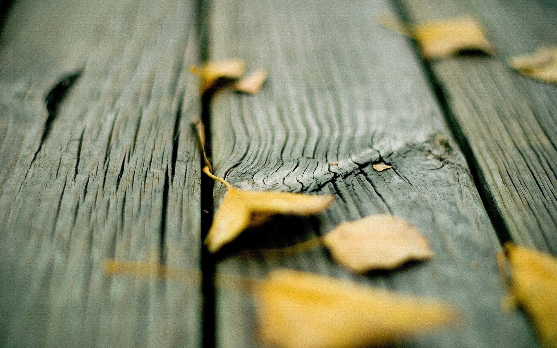 planches feuilles jaunes automne feuilles gris arbre