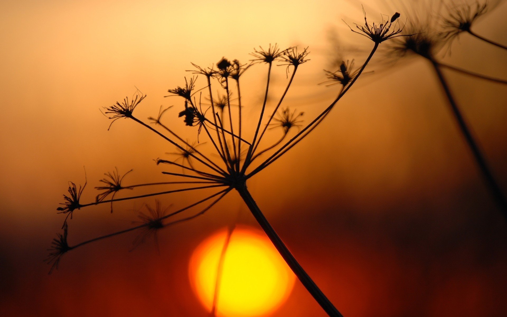 ramoscello secco tramonto sole