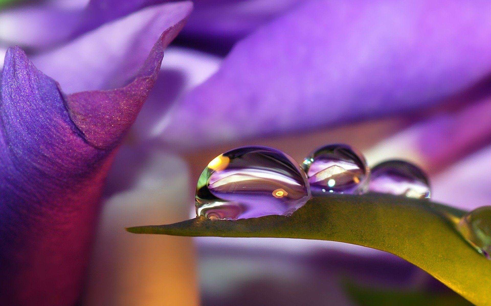 feuille pourpre gouttelettes de rosée brin d herbe pétales