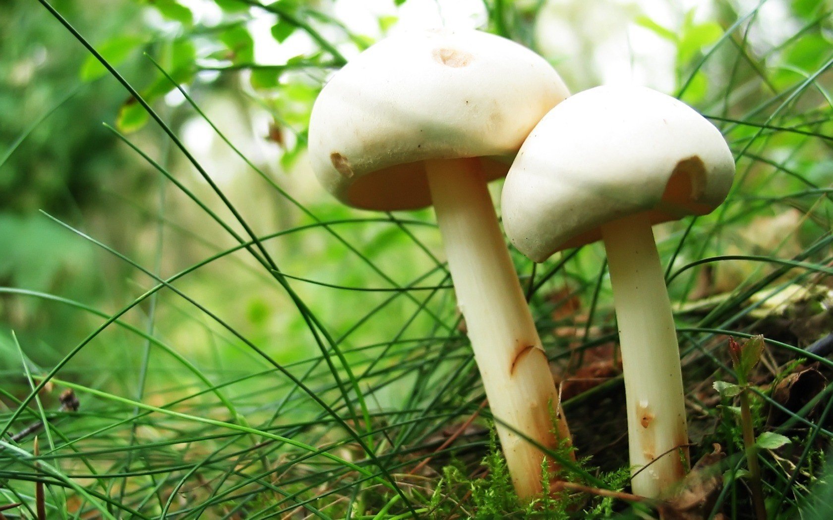 setas blancas pareja hierba setas verdes bosque