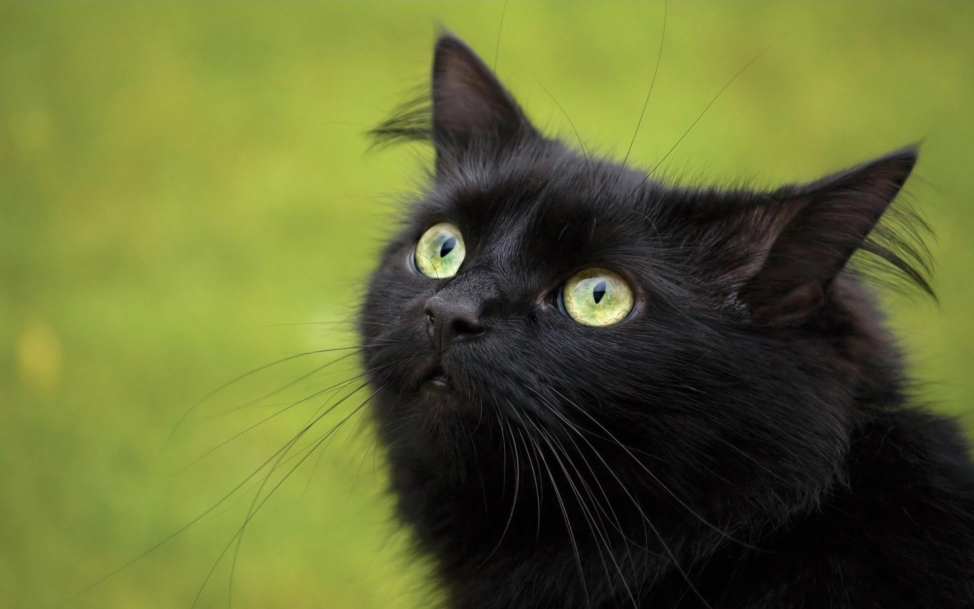 chats chat noir yeux orange herbe verte animaux regard félin yeux