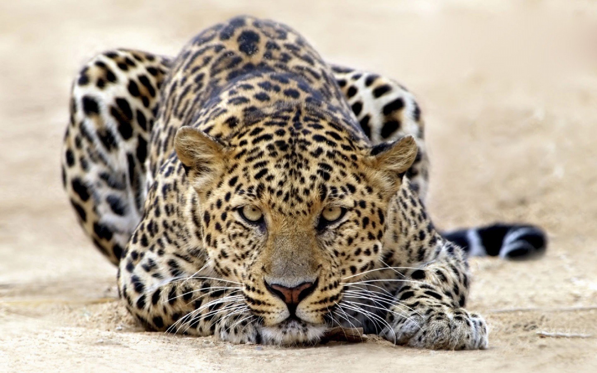 tigr leopard a distant glance handsome animals predators look cat eye