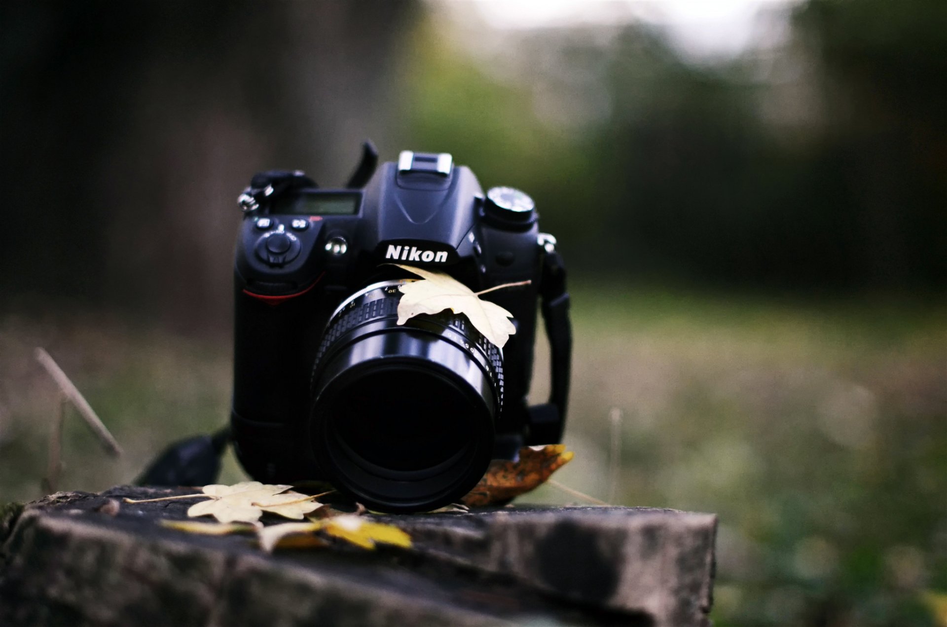 a camera nikon stump leaves forest autumn