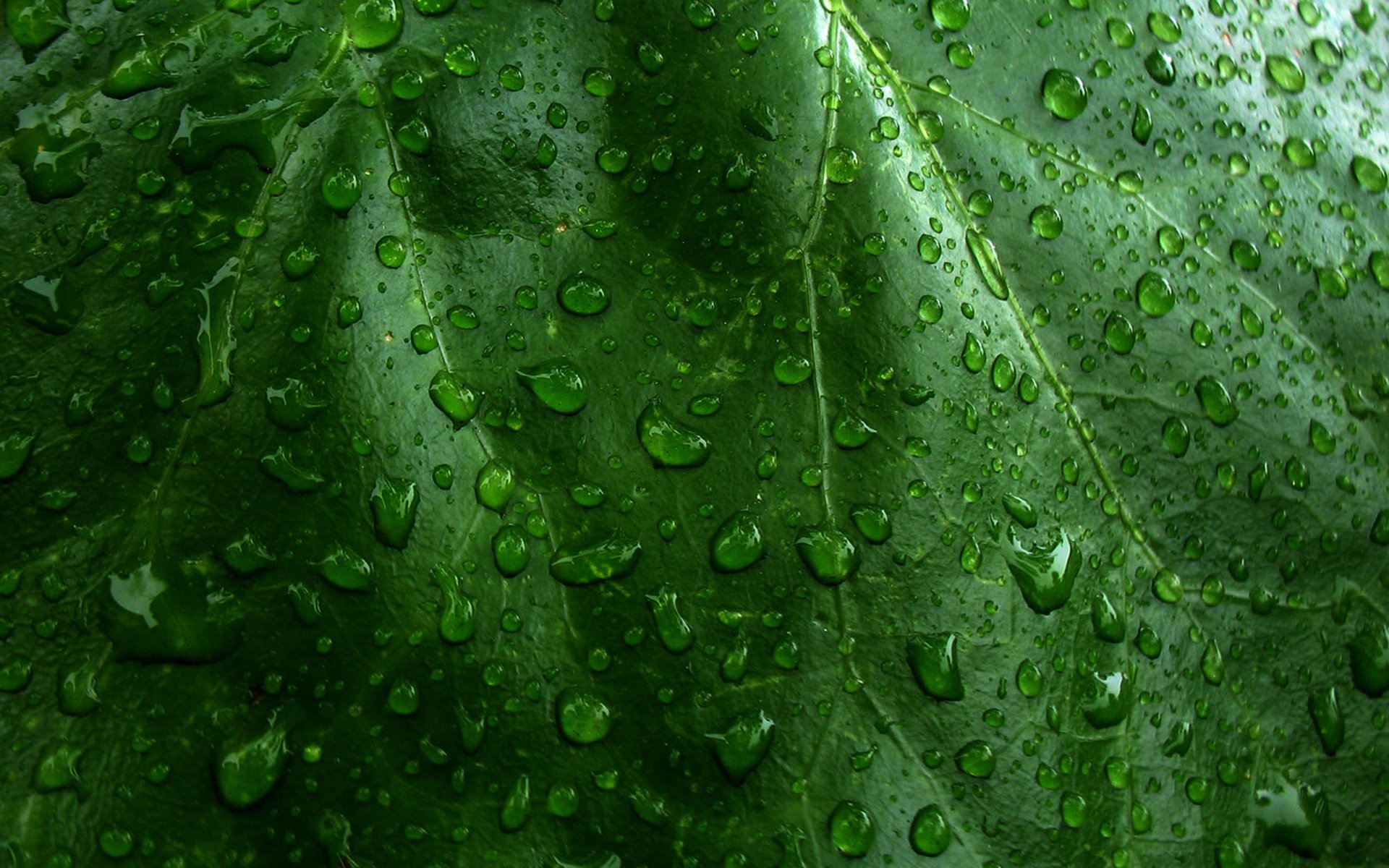 verde hoja gotas verdes