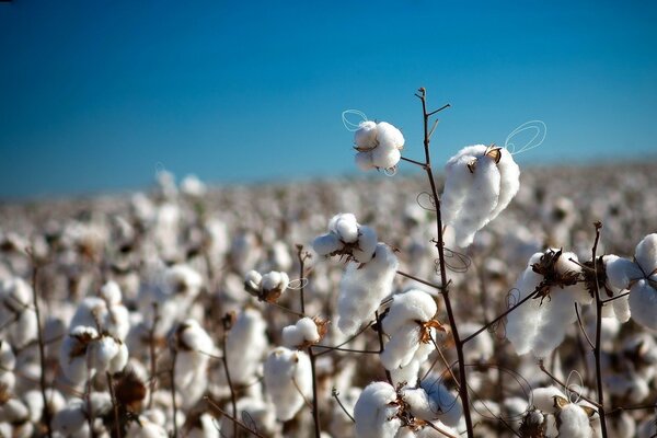 Coton dans un champ ouvert sur un fond de ciel bleu