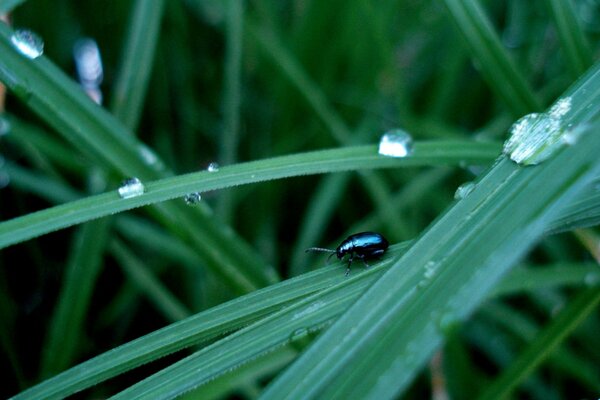 The background is a dark beetle after the rain on the green grass