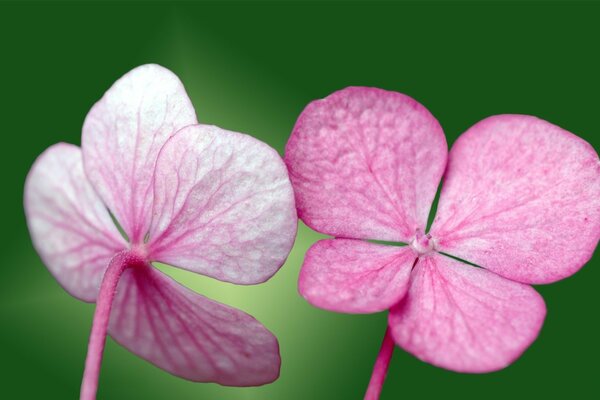 Pink petals of a small flower