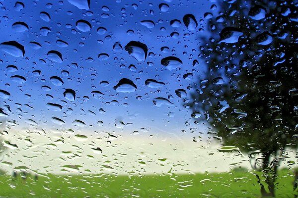 A lonely tree through the raindrops on the glass