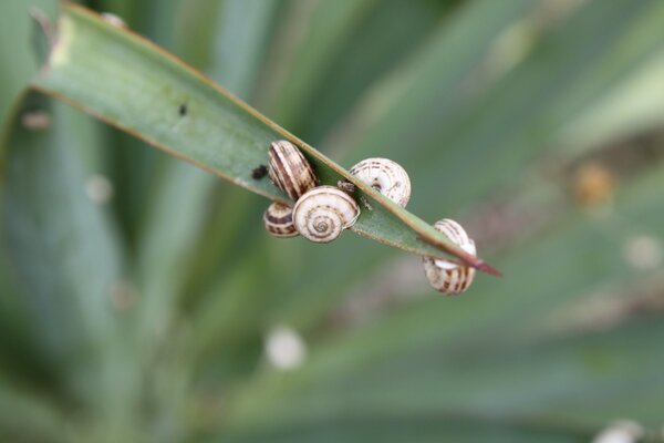 Brown snails on a narrow blade of grass