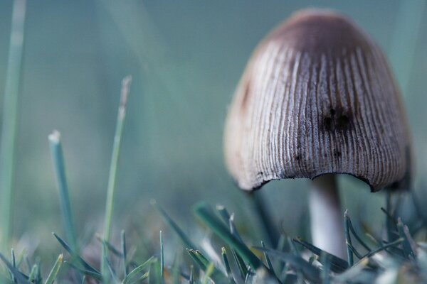 Champignon dans la forêt. Belle nature