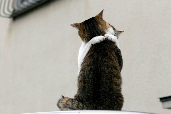 Deux chats câlins mignons