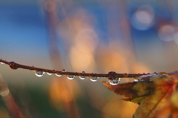 Raindrops on a brown branch