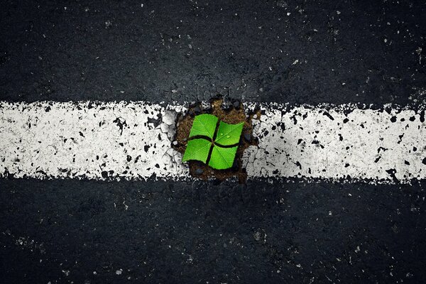 Microsoft window made of leaves on asphalt