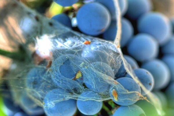 Грозди тёмного винограда в паутине