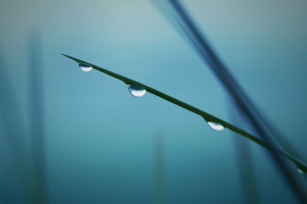 Dew drops on a thin twig